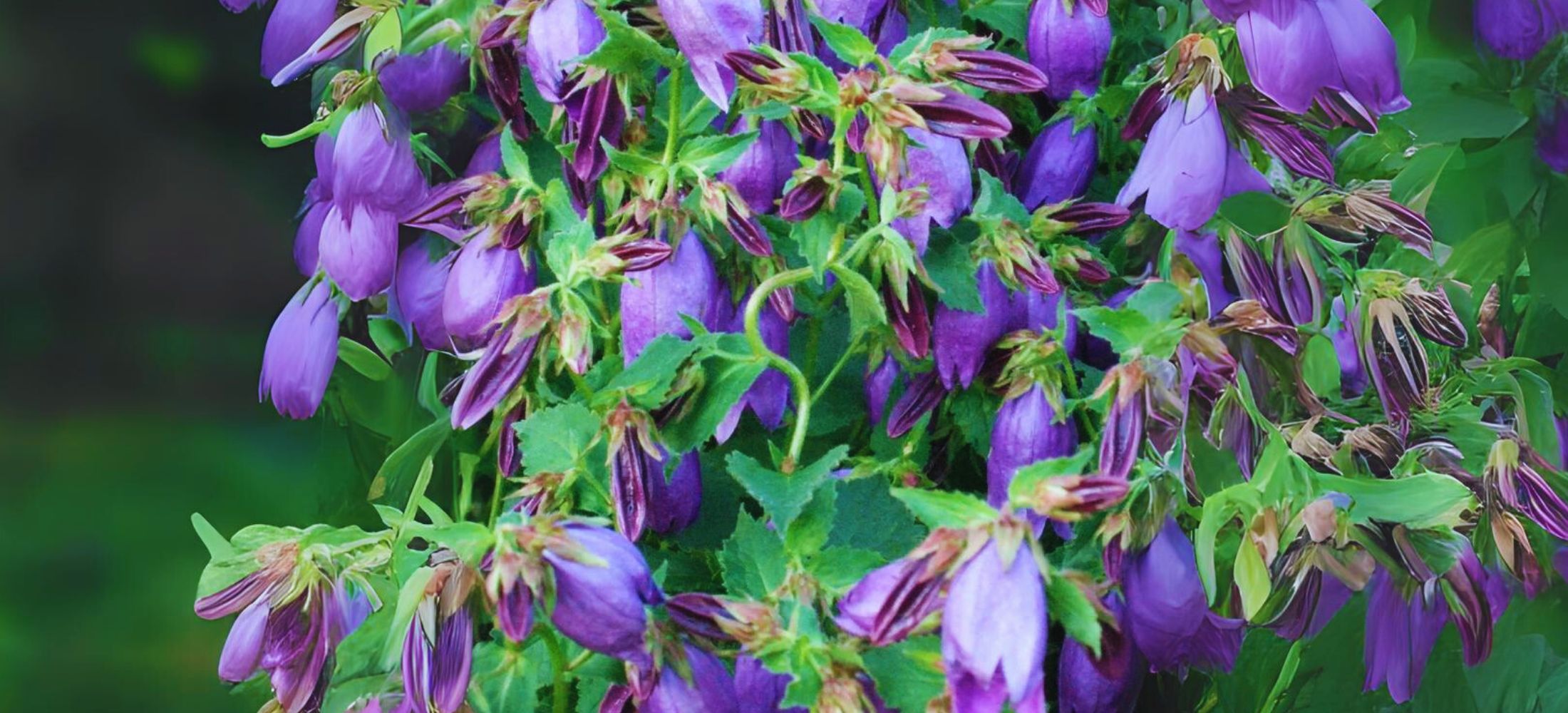 ‘Sarastro’ Bellflower