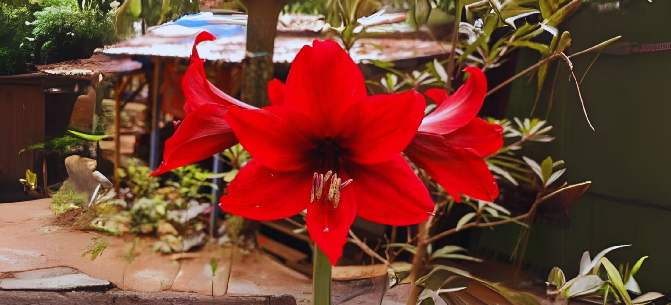 Amaryllis flowers