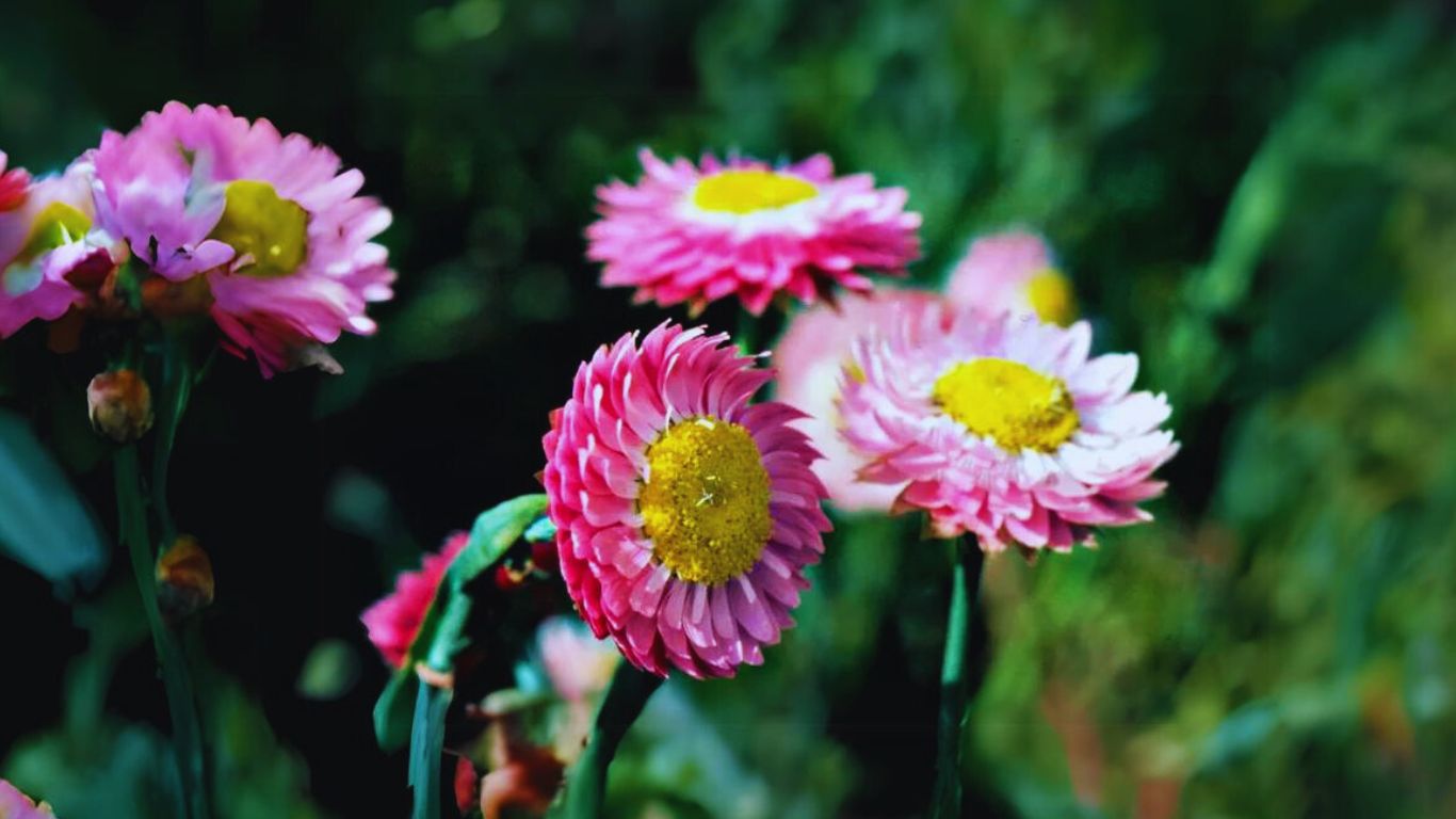 Cottage Pink Strawflower