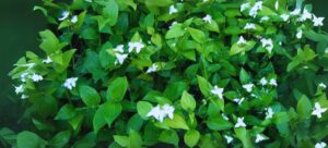 Wandering Jew Plants or wandering willie or planta tradescantia zebrina